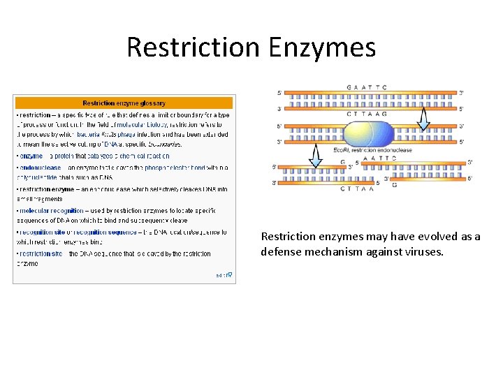 Restriction Enzymes Restriction enzymes may have evolved as a defense mechanism against viruses. 