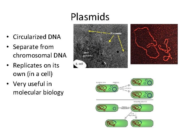 Plasmids • Circularized DNA • Separate from chromosomal DNA • Replicates on its own