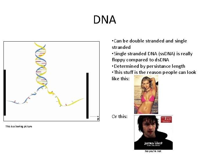 DNA • Can be double stranded and single stranded • Single stranded DNA (ss.