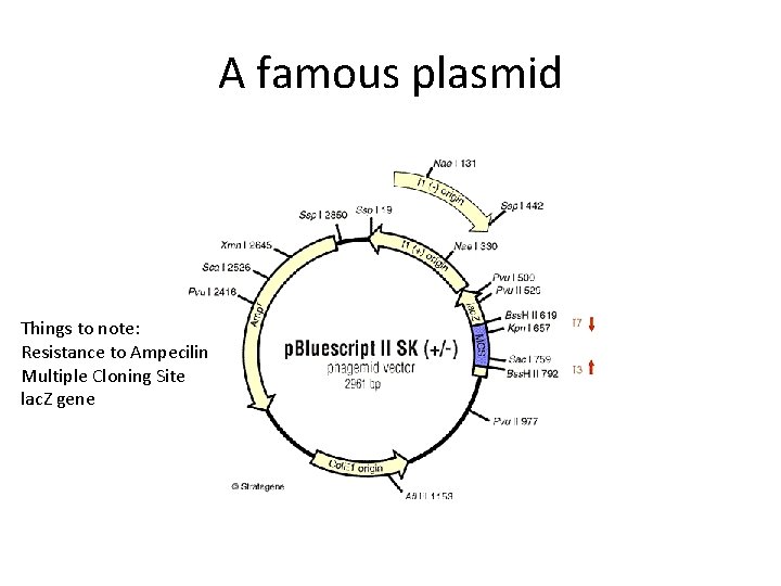 A famous plasmid Things to note: Resistance to Ampecilin Multiple Cloning Site lac. Z