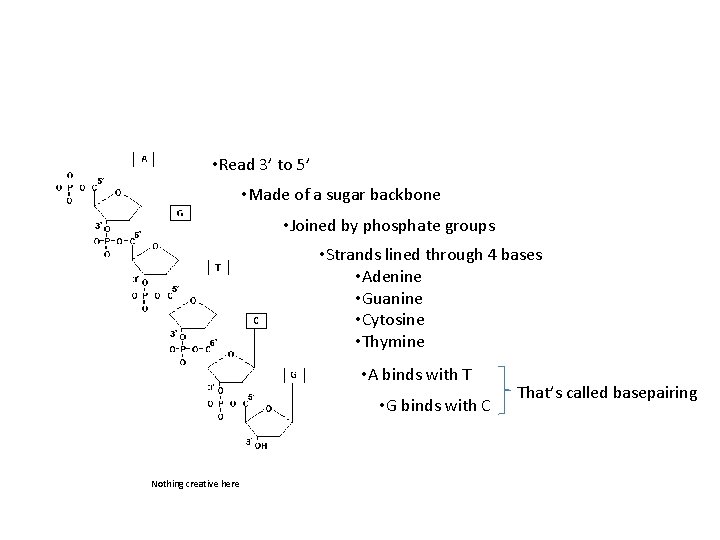  • Read 3’ to 5’ • Made of a sugar backbone • Joined