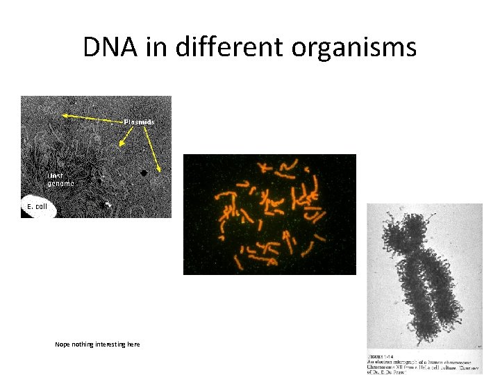 DNA in different organisms Nope nothing interesting here 