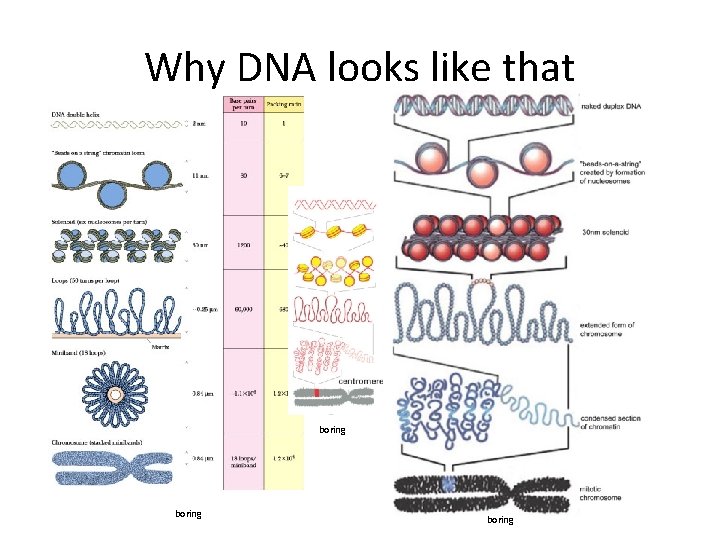 Why DNA looks like that boring 