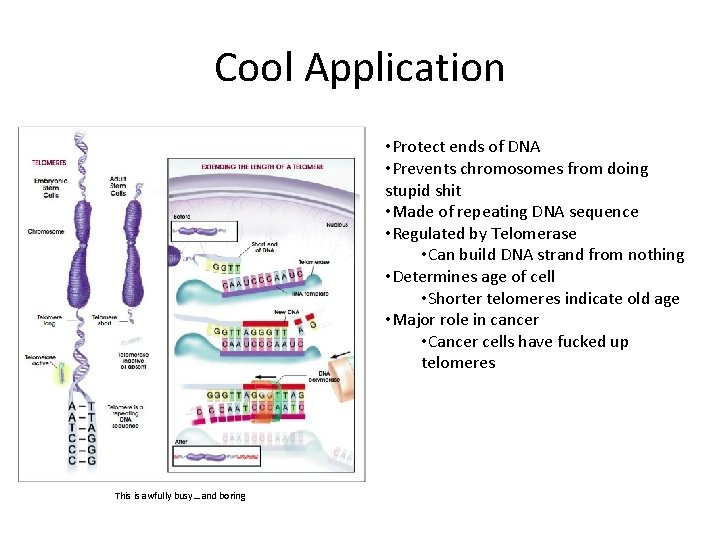 Cool Application • Protect ends of DNA • Prevents chromosomes from doing stupid shit