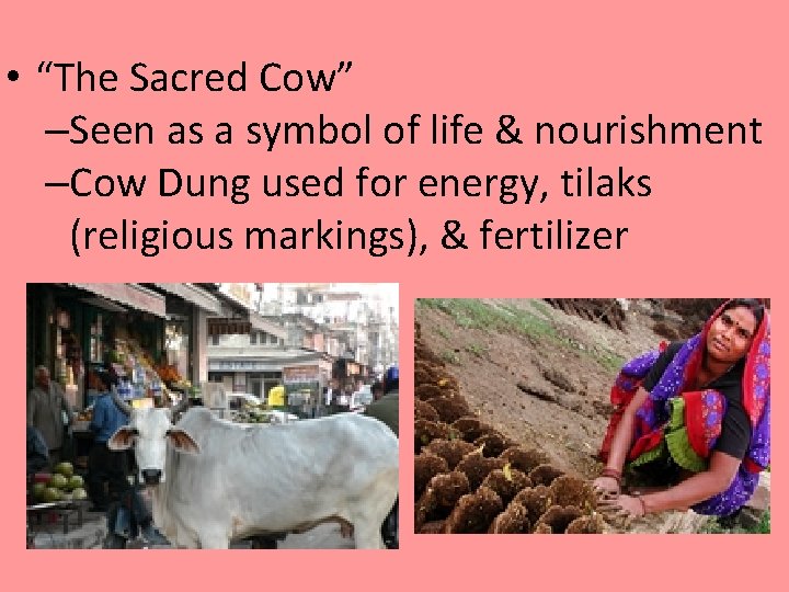  • “The Sacred Cow” –Seen as a symbol of life & nourishment –Cow