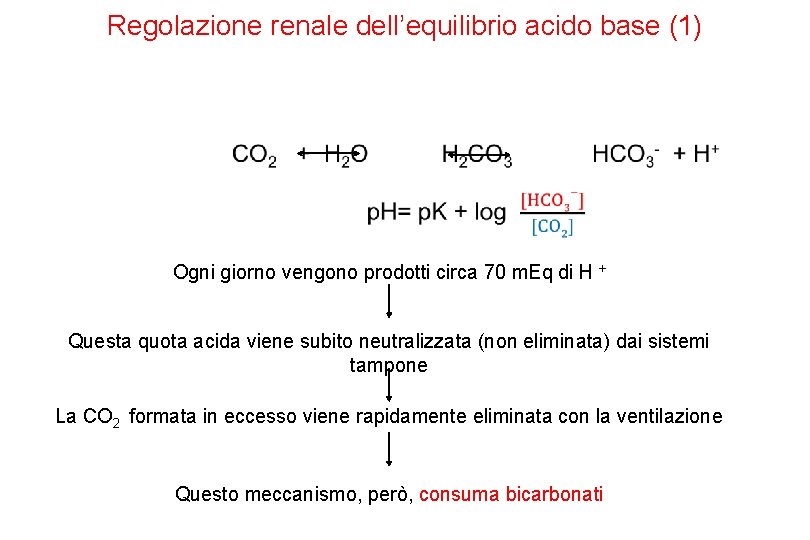Regolazione renale dell’equilibrio acido base (1) Ogni giorno vengono prodotti circa 70 m. Eq