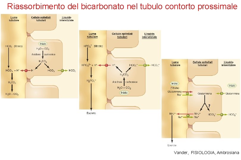 Riassorbimento del bicarbonato nel tubulo contorto prossimale ? Vander, FISIOLOGIA, Ambrosiana 