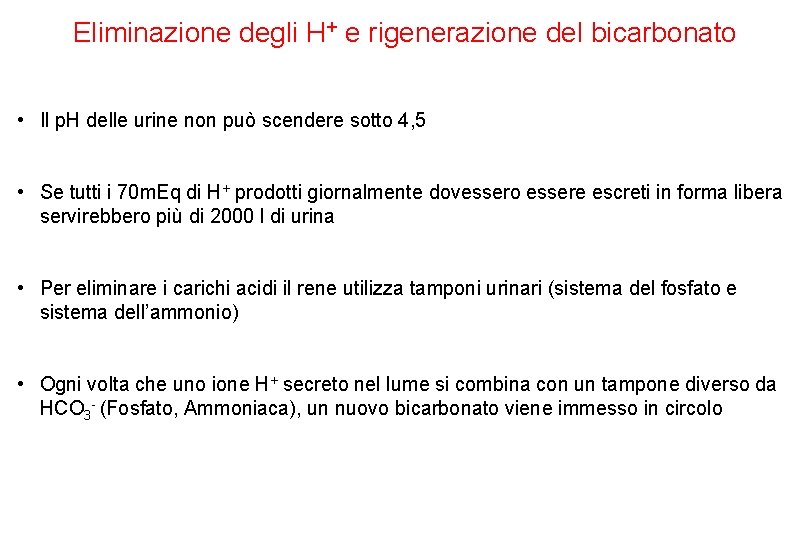 Eliminazione degli H+ e rigenerazione del bicarbonato • Il p. H delle urine non