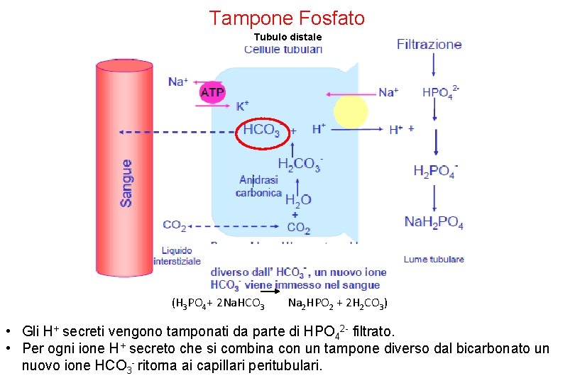 Tampone Fosfato Tubulo distale (H 3 PO 4+ 2 Na. HCO 3 Na 2