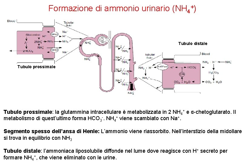 Formazione di ammonio urinario (NH 4+) Tubulo distale Tubulo prossimale: la glutammina intracellulare è