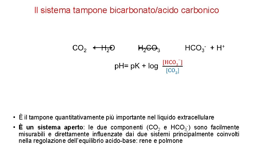 Il sistema tampone bicarbonato/acido carbonico • È il tampone quantitativamente più importante nel liquido