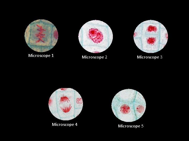 Microscope 1 Microscope 4 Microscope 2 Microscope 3 Microscope 5 