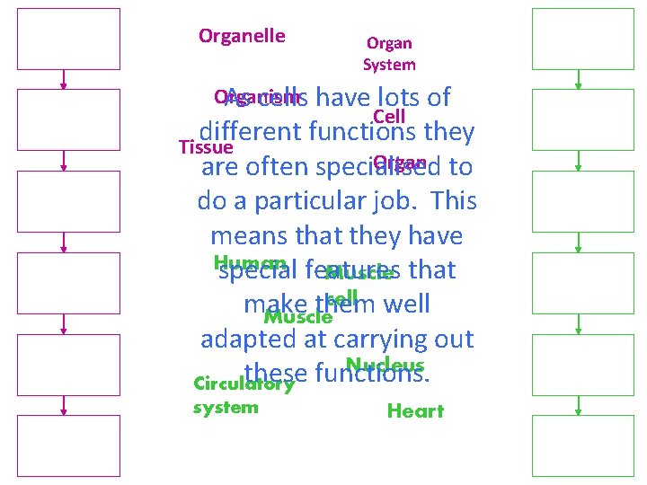 Organelle Organ System Organism As cells have lots of Cell different functions they Tissue
