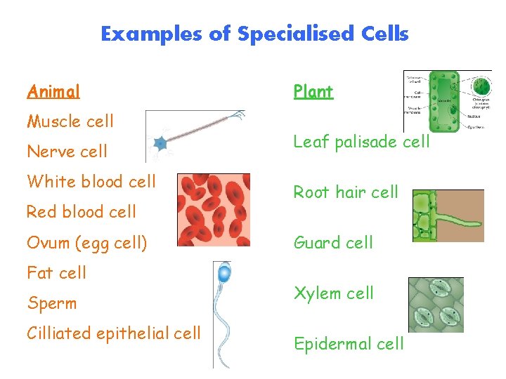 Examples of Specialised Cells Animal Muscle cell Nerve cell White blood cell Red blood