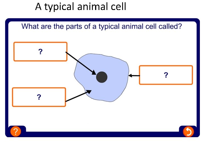A typical animal cell 