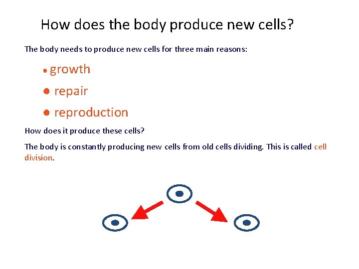 How does the body produce new cells? The body needs to produce new cells
