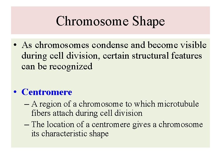 Chromosome Shape • As chromosomes condense and become visible during cell division, certain structural