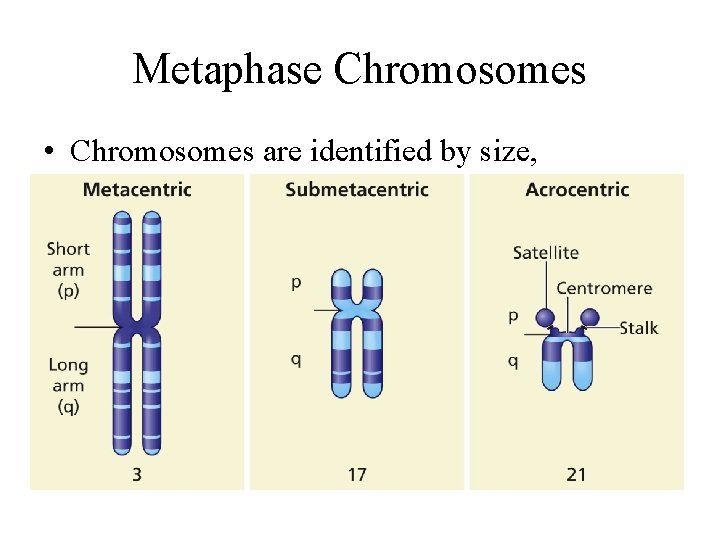 Metaphase Chromosomes • Chromosomes are identified by size, centromere location, banding pattern 