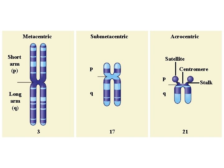 Metacentric Short arm (p) Submetacentric Acrocentric Satellite p Centromere p q Long arm (q)