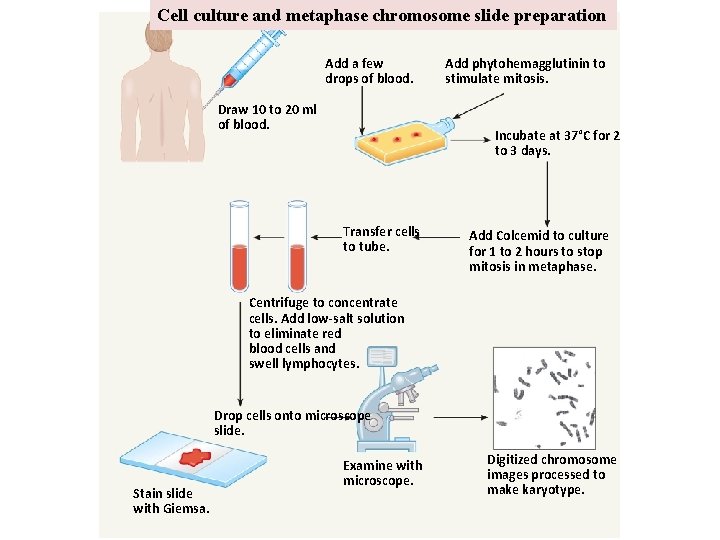 Cell culture and metaphase chromosome slide preparation Add a few drops of blood. Draw