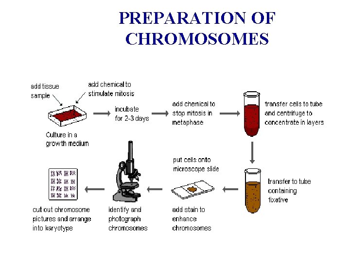 PREPARATION OF CHROMOSOMES 