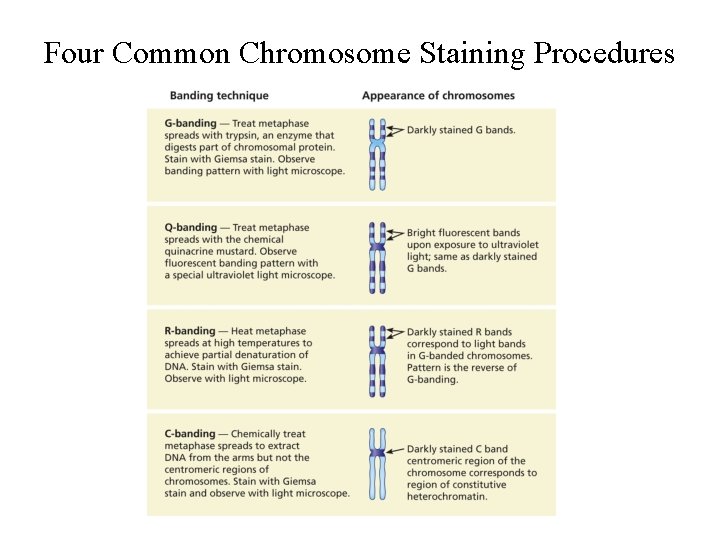 Four Common Chromosome Staining Procedures 