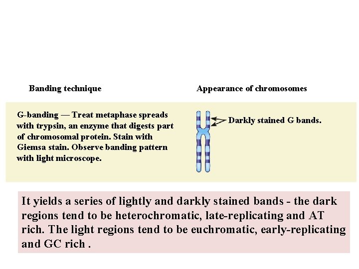 Banding technique G-banding — Treat metaphase spreads with trypsin, an enzyme that digests part
