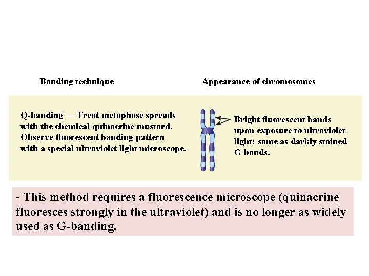 Banding technique Q-banding — Treat metaphase spreads with the chemical quinacrine mustard. Observe ﬂuorescent