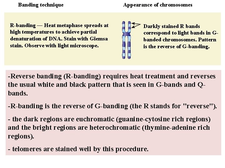 Banding technique R-banding — Heat metaphase spreads at high temperatures to achieve partial denaturation