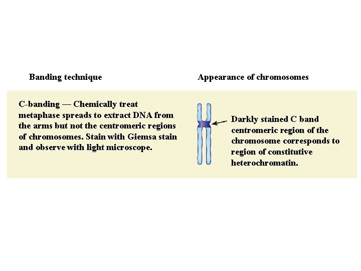 Banding technique C-banding — Chemically treat metaphase spreads to extract DNA from the arms