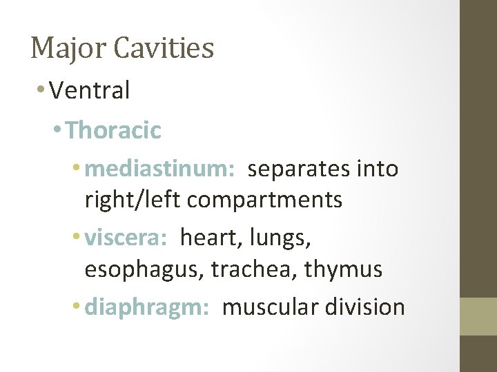 Major Cavities • Ventral • Thoracic • mediastinum: separates into right/left compartments • viscera: