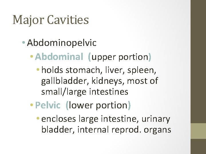 Major Cavities • Abdominopelvic • Abdominal (upper portion) • holds stomach, liver, spleen, gallbladder,