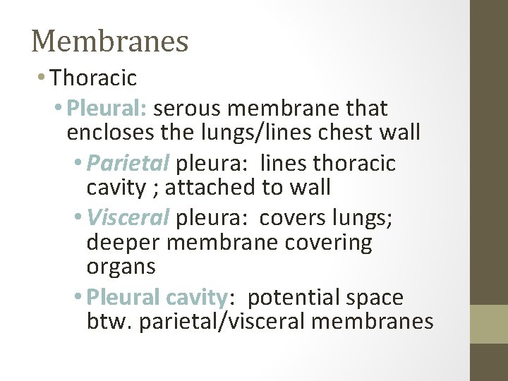 Membranes • Thoracic • Pleural: serous membrane that encloses the lungs/lines chest wall •