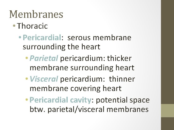 Membranes • Thoracic • Pericardial: serous membrane surrounding the heart • Parietal pericardium: thicker
