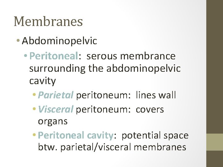 Membranes • Abdominopelvic • Peritoneal: serous membrance surrounding the abdominopelvic cavity • Parietal peritoneum: