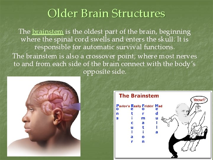 Older Brain Structures The brainstem is the oldest part of the brain, beginning where