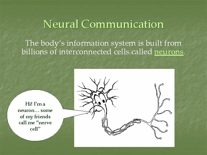 Neural Communication The body’s information system is built from billions of interconnected cells called