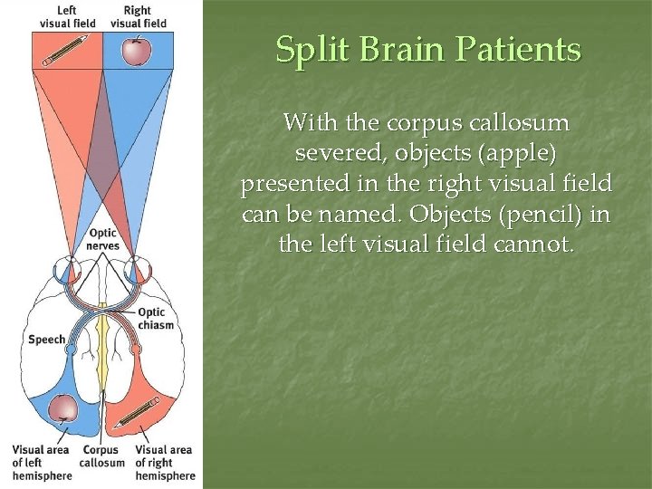 Split Brain Patients With the corpus callosum severed, objects (apple) presented in the right