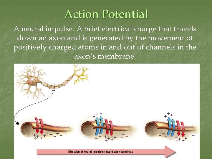 Action Potential A neural impulse. A brief electrical charge that travels down an axon