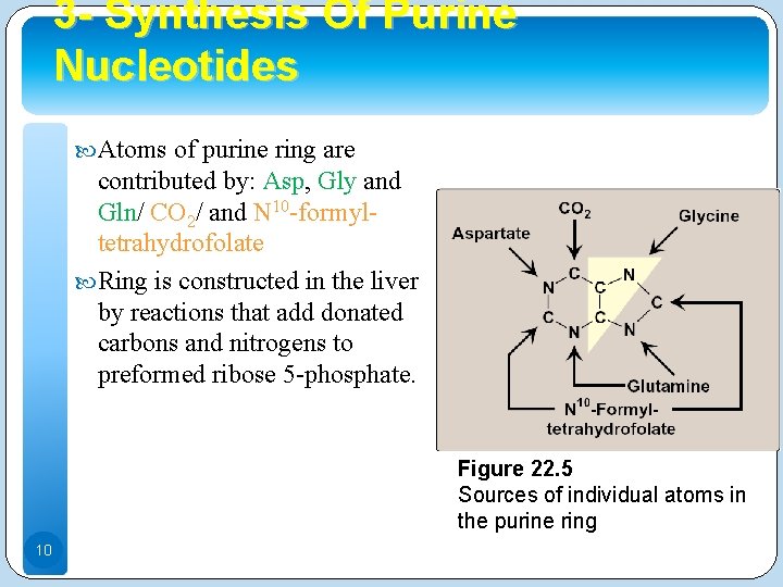 3 - Synthesis Of Purine Nucleotides Atoms of purine ring are contributed by: Asp,