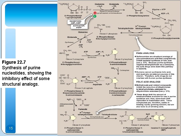 Figure 22. 7 Synthesis of purine nucleotides, showing the inhibitory effect of some structural
