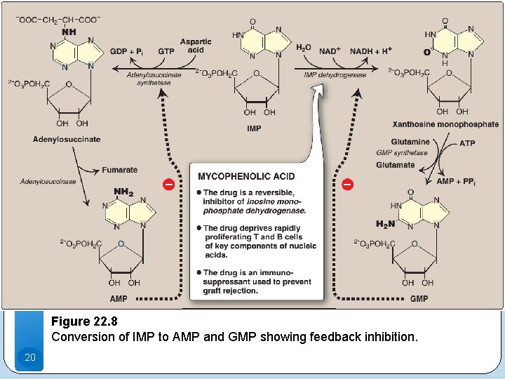 Figure 22. 8 Conversion of IMP to AMP and GMP showing feedback inhibition. 20