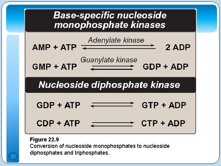 22 Figure 22. 9 Conversion of nucleoside monophosphates to nucleoside diphosphates and triphosphates. 