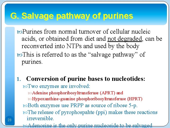 G. Salvage pathway of purines Purines from normal turnover of cellular nucleic acids, or