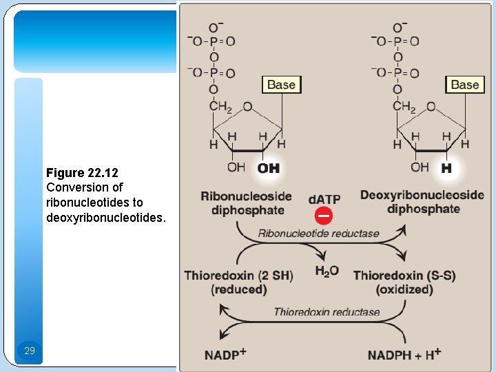 Figure 22. 12 Conversion of ribonucleotides to deoxyribonucleotides. 29 