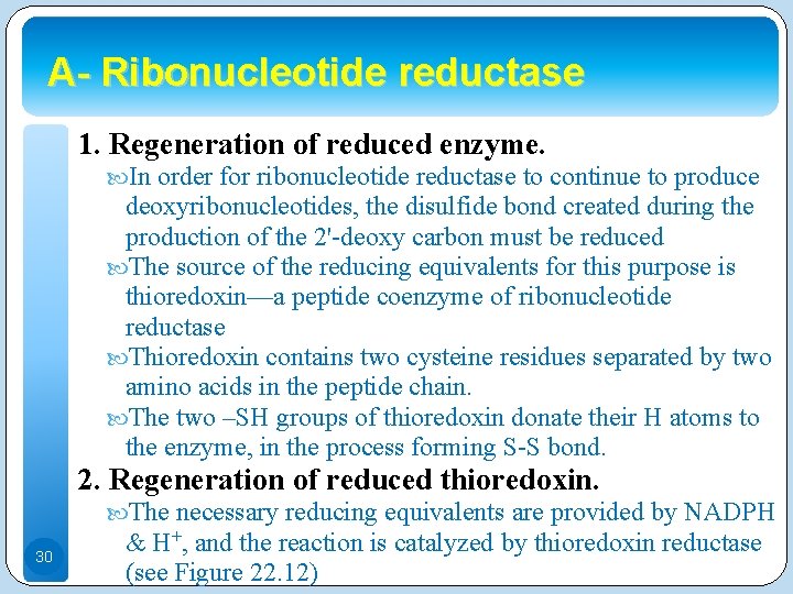 A- Ribonucleotide reductase 1. Regeneration of reduced enzyme. In order for ribonucleotide reductase to