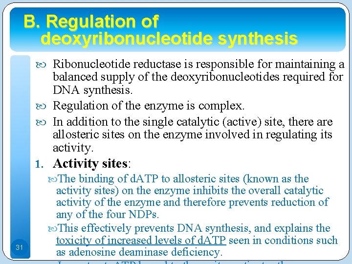 B. Regulation of deoxyribonucleotide synthesis Ribonucleotide reductase is responsible for maintaining a balanced supply