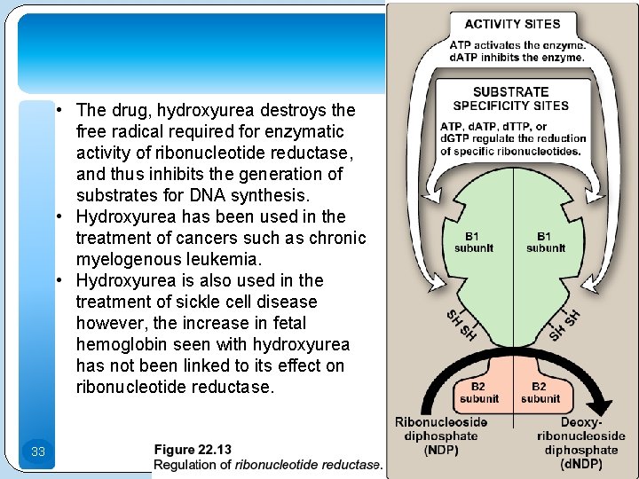  • The drug, hydroxyurea destroys the free radical required for enzymatic activity of