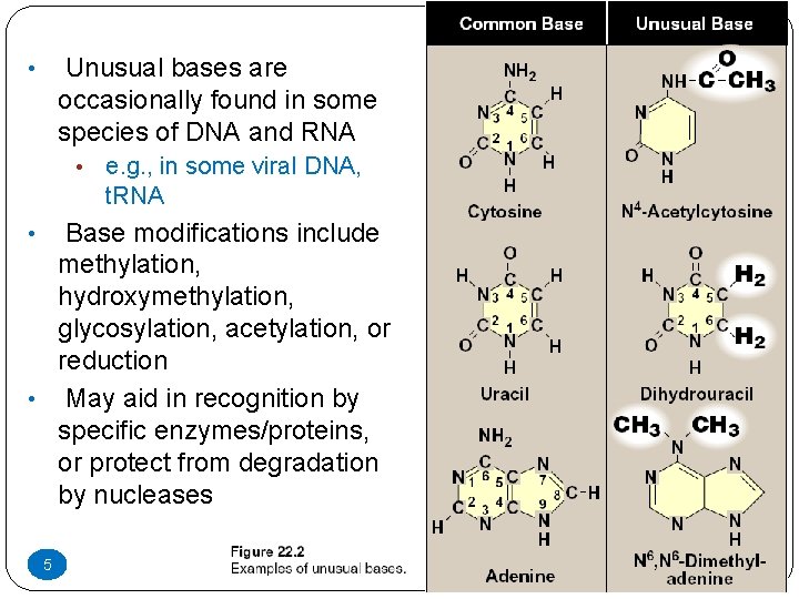 Unusual bases are occasionally found in some species of DNA and RNA • •