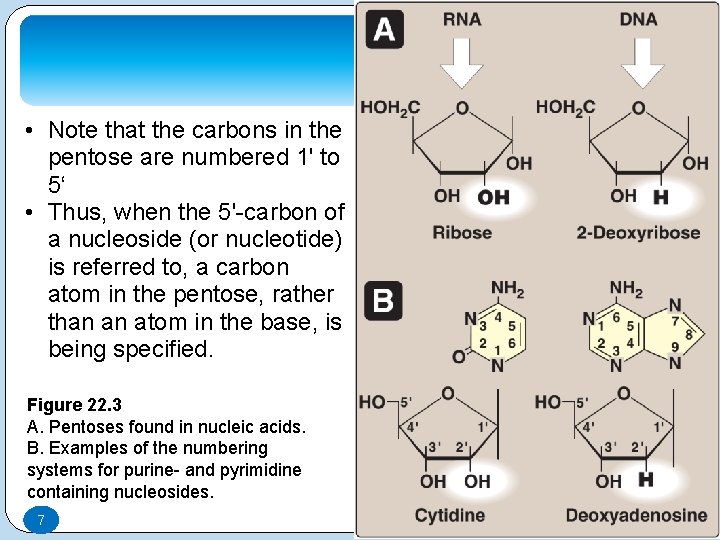  • Note that the carbons in the pentose are numbered 1' to 5‘